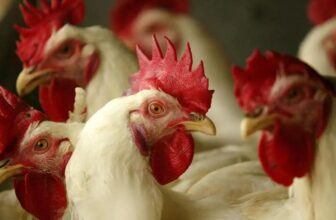A Bird Flu Virus Has Killed Its First Human